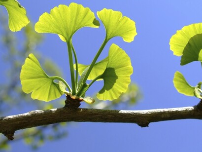 Gingko biloba