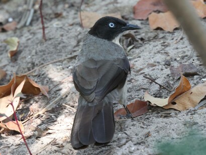 Blackcap Babbler at Hotel Bakotu, Gambia (c) Gehan de Silva Wijeyeratne