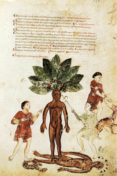 La mandragora. Codex Medicina Antiqua (Cod. Vind.93) 