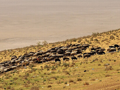 Flock grazing on the banks of the Amu Darya River, Xorazm, Uzbekistan