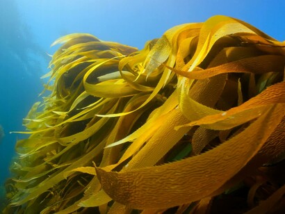 Alga marina. Due di specie di virus a RNA infettano alghe pertanto potrebbero essere utili sia per evitare proliferazioni dannose di alghe che per estrarre anidride carbonica dall'atmosfera