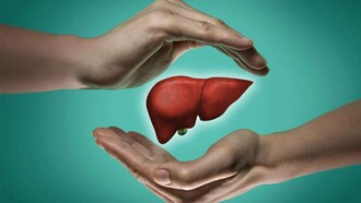 An illustration of the liver which has a unique capacity among organs to regenerate itself after damage