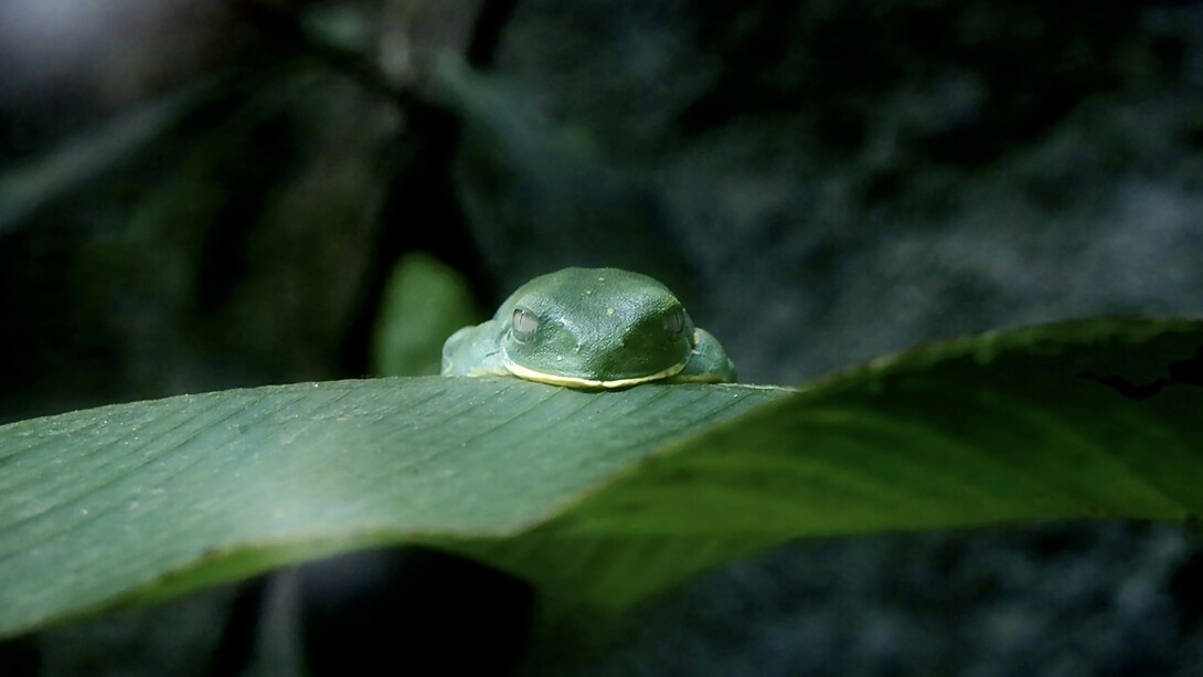 Rana arbórea camuflada en su entorno natural