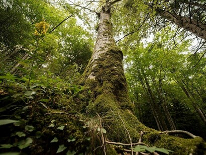 Foresta di Campigna, alberi monumentali