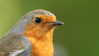 Robin © Gehan de Silva Wijeyeratne