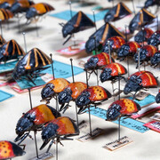 Käfer und Fächerflügler. Courtesy of Museum für Naturkunde