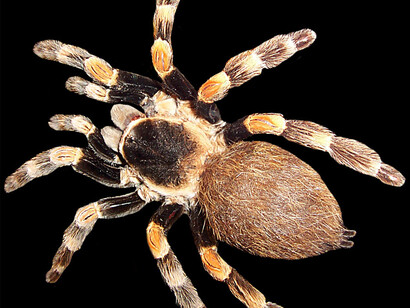 Brachypelma Smithi (Mexican redknee tarantula). Phylum Arthropoda
