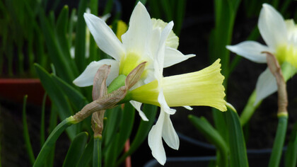 Narcissus 'Elka'