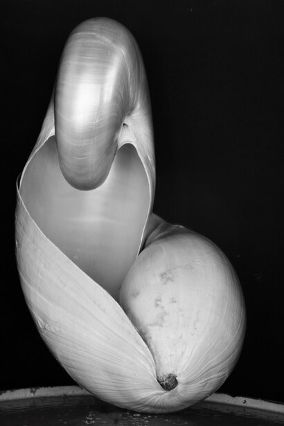 Shell (1927)
Edward Weston, Gelatin silver print © Center for Creative Photography, Arizona Board of Regents
