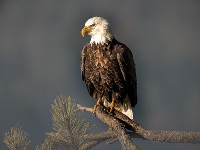 Águila calva, también conocida como águila americana, águila de cabeza blanca, pigargo de cabeza blanca o pigargo americano