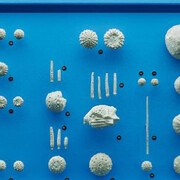 Ammonite & Thunderbolt. Courtesy of Naturhistorisches Museum Basel