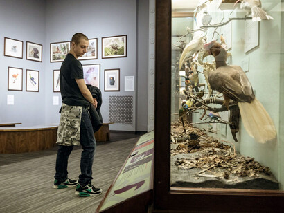 Ronald and Christina Gidwitz Hall of Birds. Courtesy of Field Museum