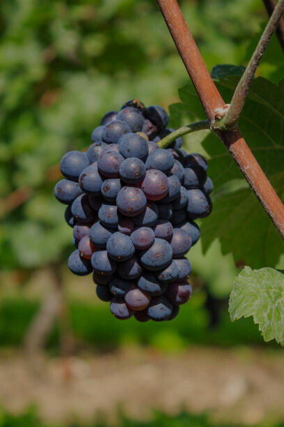 Native to the Valpolicella hills in the Veneto region of northern Italy, Oseleta is a rare red grape known for its intense flavor and limited production