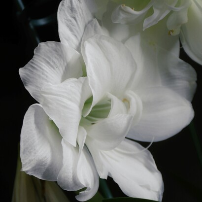 Il narcisismo non è semplicemente egoismo, ma un modo complesso di rapportarsi a sé stessi e agli altri