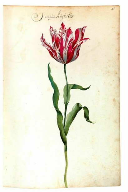 Hortus Amoenissimus, painted by Franciscus De Geest and published in 1668