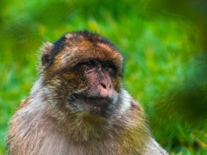 Monkey