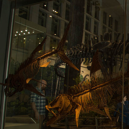 Cretaceous Seaway. Courtesy of Carnegie Museum of Natural History