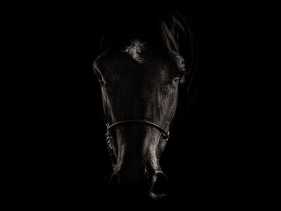 Acercamiento a la cara de un caballo negro