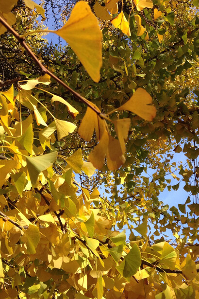 Ginkgo biloba in autunno