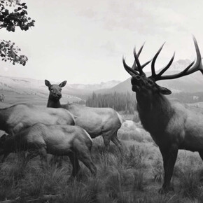 Hiroshi Sugimoto. Courtesy of Royal Museums of Fine Arts of Belgium