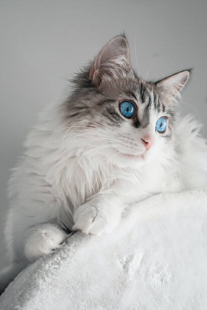 Ai giorni nostri, cani e gatti sono parte integrante del nucleo familiare umano