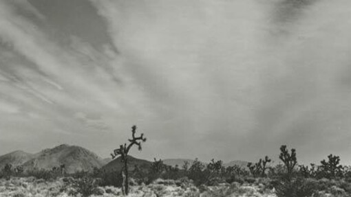 Brett Weston. Courtesy of Cleveland Museum of Art