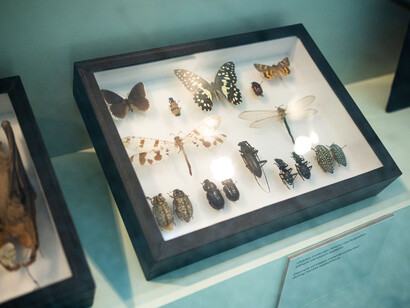 Expedition of the National Museum, exhibition view. Courtesy of Historical Building of the National Museum