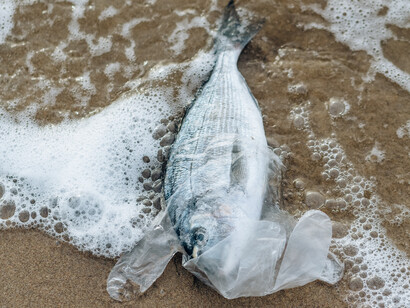 Lixo descartado ilegalmente no oceano envolve espécie de peixe que morre asfixiado