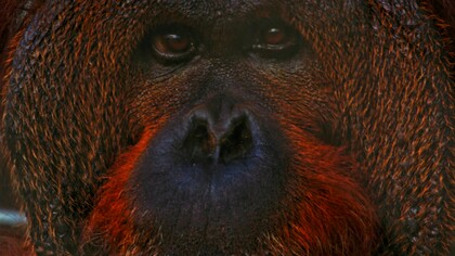 L'auto-medicazione tra gli oranghi di Sumatra offre nuove prospettive sulle loro capacità di problem-solving e conoscenze botaniche