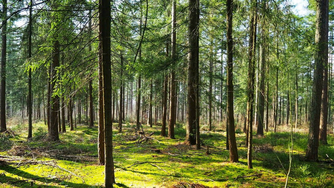 A peaceful forest representing harmony 