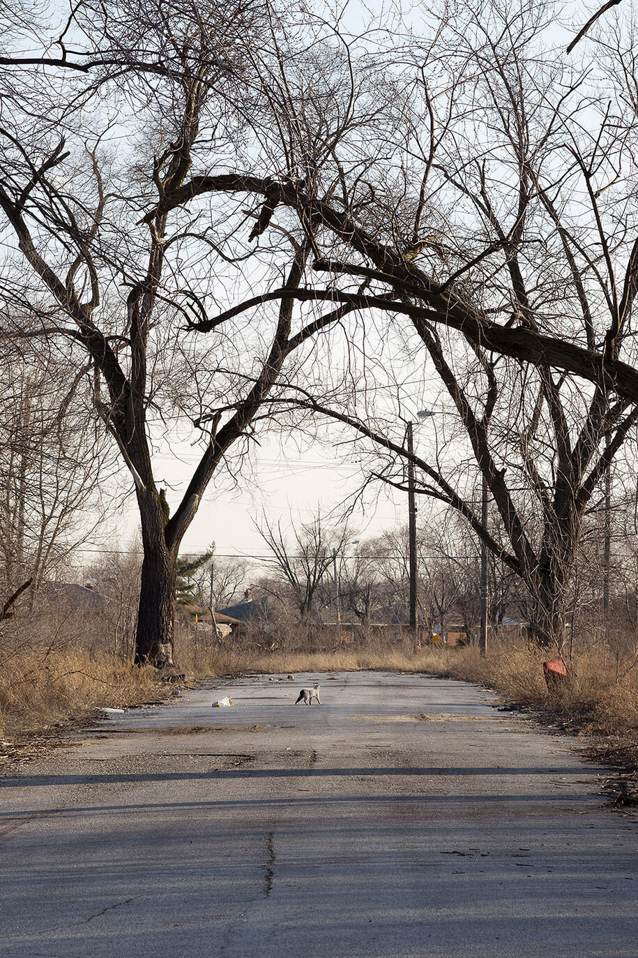 Paul Seawright, Untitled (Cat), 2015, Pigment print – framed and unmounted, 81.2 x 109 cm, 32 x 42.9 in, image courtesy of the artist and Kerlin Gallery, Dublin (detail)
