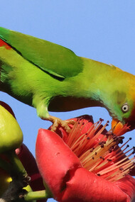 Sri Lanka Hanging-parrot © Gehan de Silva Wijeyeratne