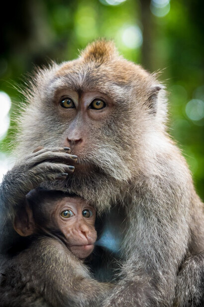 Basically, all mothers tend to hold their offspring with their left arm