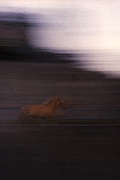 Rachel Louise Brown, Gallop