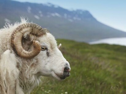 Icelandic sheep