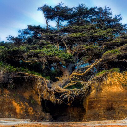 El Árbol de la Vida (Kalaloch), Washington, EE. UU.