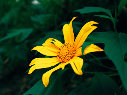 One single orange Mexican sunflower and the Fibonacci sequence