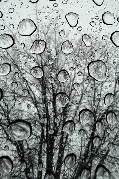 Hay que podar las ramas de esta tristeza absurda… habrá que hacerlo ahora que ha comenzado agosto y huele a primavera, aunque aún esté lejos, como está lejos todo lo que una vez fue mío