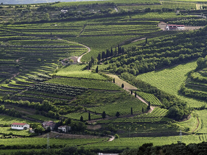 Colline vitate del Soave