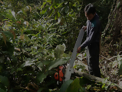 In the forest, a man diligently chops down a towering tree, portraying the concerning act of deforestation