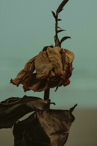 Sabemos bem que a vida nem sempre nos responde como desejamos. O curioso — ou instigante — é que, diante desses pormenores, sempre damos um jeito de nos ajustarmos ao fluxo contínuo que chamamos de vida. Também é sabido que a morte faz parte desse mesmo fluxo. E, mais uma vez, ronda o nosso espaço. Surge discreta, como quem nada quer