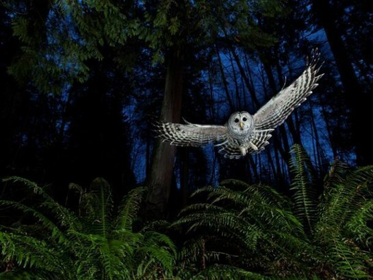 The flight path, Connor Stefanison (Canada), © Connor Stefanison/ Wildlife Photographer of the Year 2013