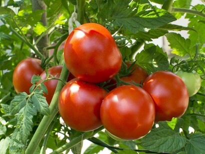 Solanum Lycopersicum