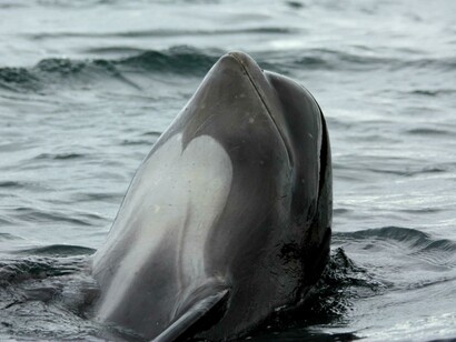 Un esemplare di Globicephala melas a Cape Breton