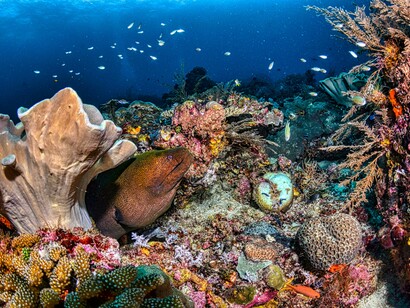 Underwater scene from West Papua, Indonesia, featuring vivid coral reefs teeming with colorful fish and rich marine biodiversity