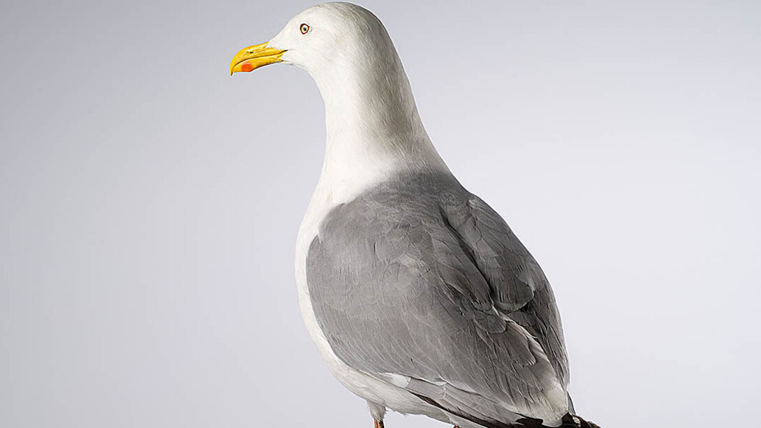Birds & Indigenous Animals. Courtesy of Museum für Naturkunde