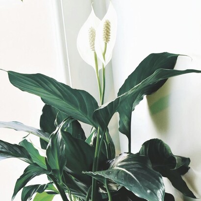 La communication chimique constitue une interaction essentielle pour le développement des plantes