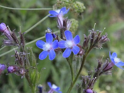 Anchusa in Zaamin National Park, the city of Zaamin, Jizzakh region, Uzbekistan