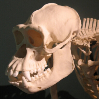 Evolution. Courtesy of Harvard Museum of Natural History