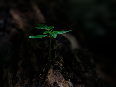 A new plant is born. Maybe it is not a bad day to keep on living
